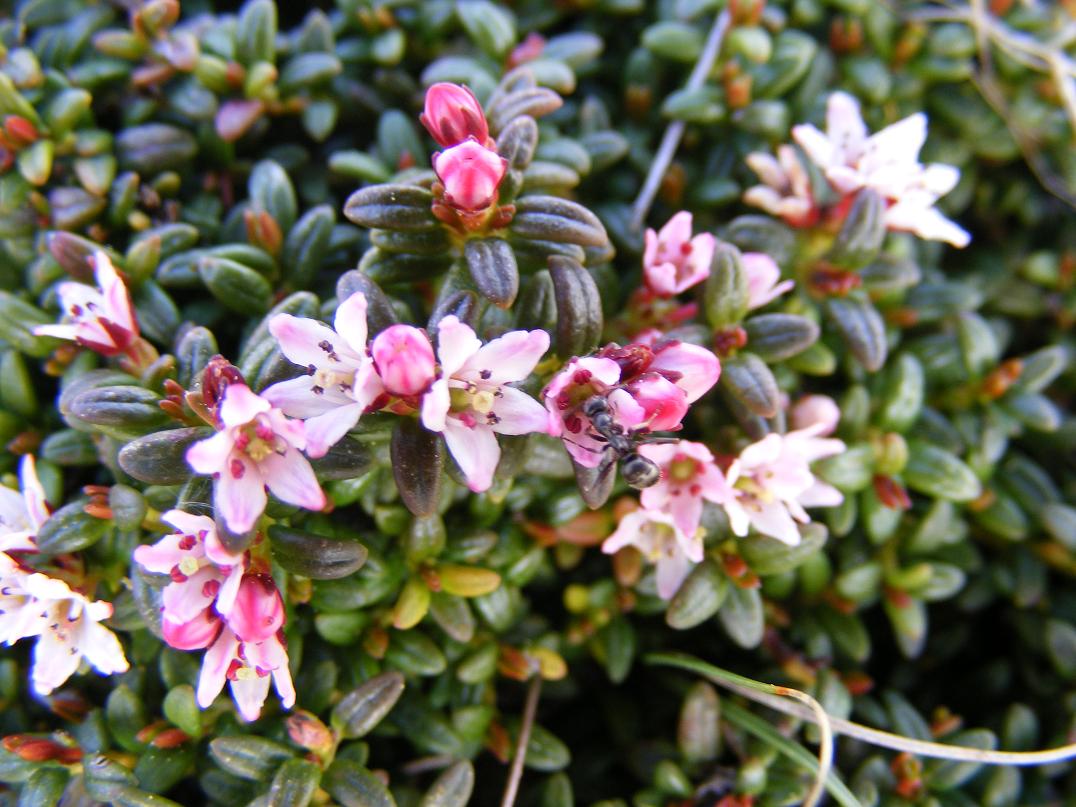 I fiori del vento:Kalmia procumbens (=Loiseleuria procumbens)